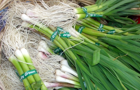 Green garlic at Oxbow Farm. Photo copyright 2009 by Zachary D. Lyons.