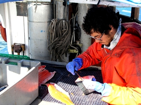 Jonah Knutsen of Loki Fish filleting salmon for market. Photo courtesy Loki Fish.