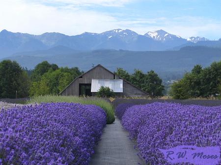 Lavender in full-bloom in Sequim. Photo copyright 2009 by Robin Moses. Used with permission.