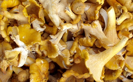 Chanterelle mushrooms from Boistfort Valley Farm. Photo copyright 2009 by Zachary D. Lyons.