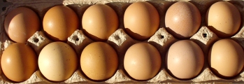 Fresh eggs from Growing Things Farm at Ballard Farmers Market. Copyright Zachary D. Lyons.