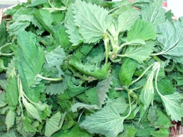 Wild stinging nettles from Foraged & Found Edibles. Photo copyright 2010 by Zachary D. Lyons.
