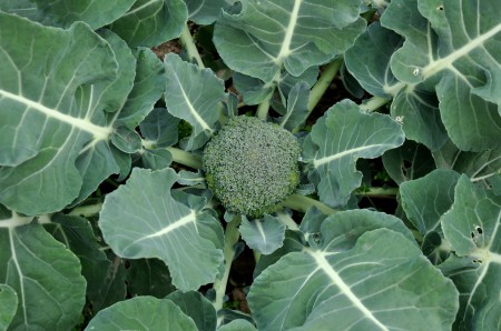 Broccoli in the field at Alm Hill Gardens. Copyright Zachary D. Lyons.