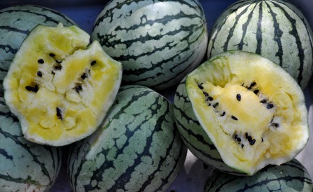 Yellow Doll watermelons from Lyall Farms. Photo copyright 2011 by Zachary D. Lyons.