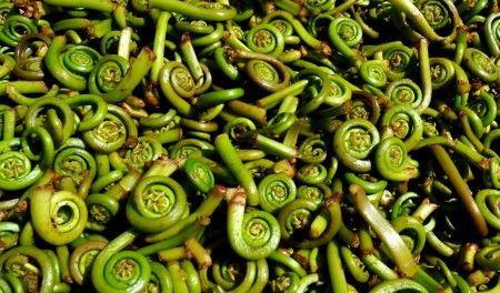 Lady Fern Fiddleheads from Foraged & Found Edibles. Photo copyright 2012 by Zachary D. Lyons.