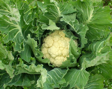 Over-Wintered Cauliflower in the field in Sequim from Nash's Organic Produce. Photo copyright 2010 by Zachary D. Lyons.