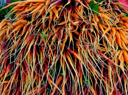 An explosion of carrots from Gaia's Natural Goods. Photo copyright 2012 by Zachary D. Lyons.