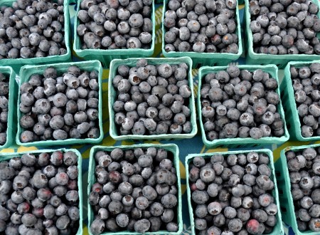 Certified organic blueberries from Whitehorse Meadows Farm. Photo copyright 2012 by Zachary D. Lyons.