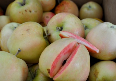Pink Pearl apples from Jerzy Boyz. Photo copyright 2012 by Zachary D. Lyons.
