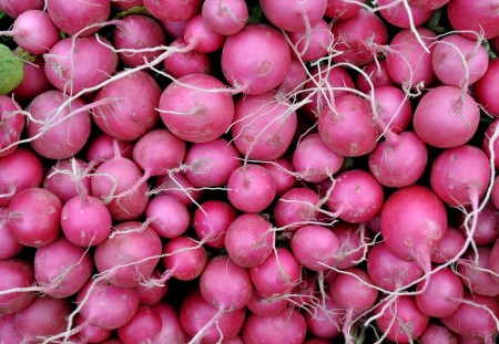 Pink Beauty radishes from One Leaf Farm. Photo copyright 2012 by Zachary D. Lyons.