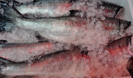 Fresh, whole, Puget Sound Keta salmon from Loki Fish. Photo copyright 2012 by Zachary D. Lyons.