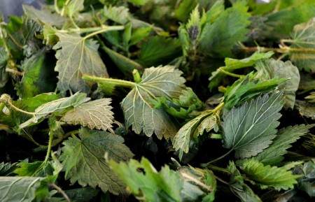 Nettles from Foraged & Found Edibles at Ballard Farmers Market. Copyright Zachary D. Lyons.