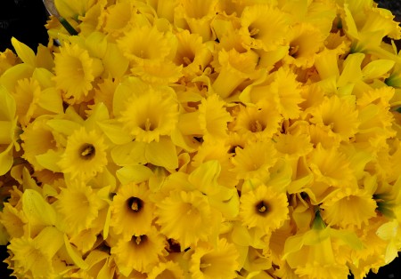 Daffodils from Mee Garden at Ballard Farmers Market. Copyright Zachary D. Lyons.