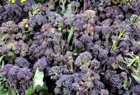 Purple sprouting broccoli from Nash's Organic Produce. Photo copyright 2013 by Zachary D, Lyons.