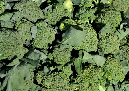 Broccoli from Alm Hill Gardens. Photo copyright 2013 by Zachary D. Lyons.