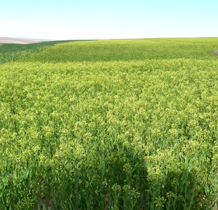 A beautiful field of Camelina at Old World Oils. Photo courtesy Old World Oils.
