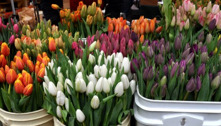 First-of-the-year fresh tulips from Alm HIll Gardens at Ballard Farmers Market. Copyright Zachary D. Lyons.
