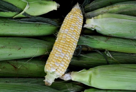 Organic sweet corn from Alvarez Organic Farms. Photo copyright 2014 by Zachary D. Lyons.
