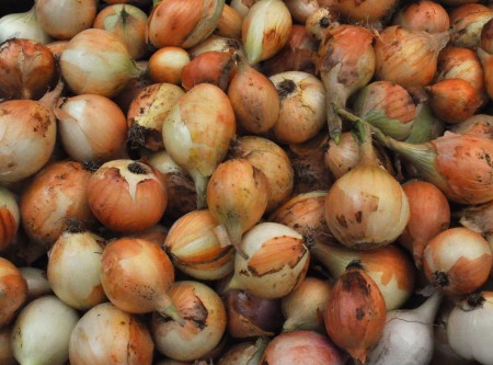 Sweet onions from Stoney Plains Organic Farm. Photo copyright 2014 by Zachary D. Lyons.