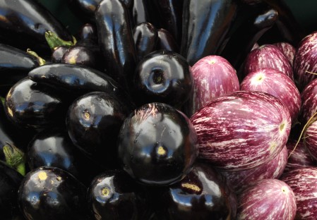 Eggplant from Alm Hill Gardens. Copyright Zachary D. Lyons.