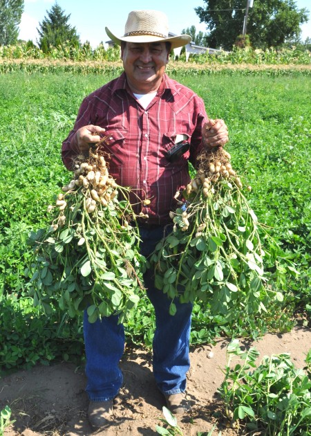 Hilario Alvarez of Alvarez Organic Farms harvesting fresh peanuts on his Mabton farm. Copyright Zachary D. Lyons.
