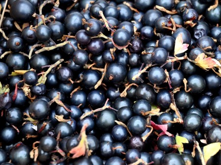 Black currants from Booth Canyon Orchard at Ballard Farmers Market. Copyright Zachary D. Lyons.