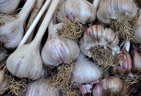 Siberian garlic from Jarvis Family Garlic Farm at Ballard Farmers Market. Copyright Zachary D. Lyons.