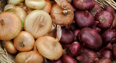 Cipollini onions from One Leaf Farm at Ballard Farmers Market. Copyright Zachary D. Lyons.