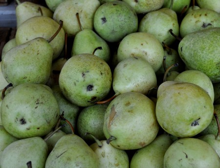 Crispy pears from Collins Family Orchards at Ballard Farmers Market. Copyright Zachary D. Lyons.