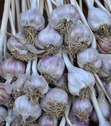 Chesnock red garlic from Jarvis Family Garlic Farm at Ballard Farmers Market. Copyright Zachary D. Lyons.