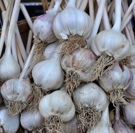 Polish hardness garlic from Jarvis Family Garlic Farm at Ballard Farmers Market. Copyright Zachary D. Lyons.