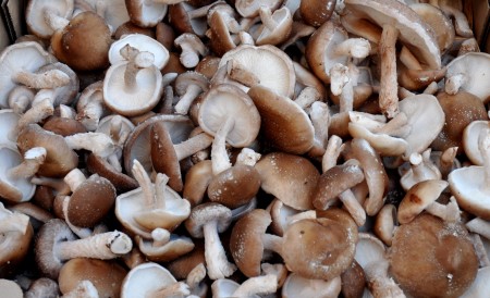 Shiitake mushrooms from SnoValley Mushrooms at Ballard Farmers Market. Copyright Zachary D. Lyons.