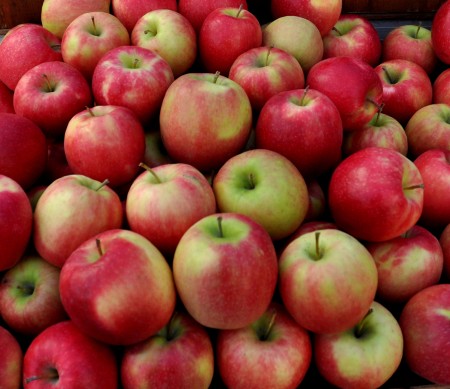 Pink Lady apples from Collins Family Orchards at Ballard Farmers Market. Copyright Zachary D. Lyons.