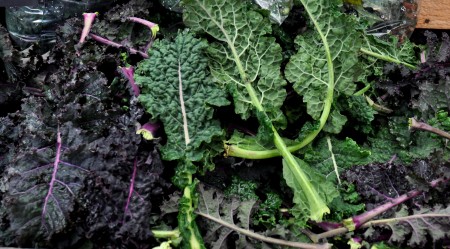 Kale from Kirsop Farm at Ballard Farmers Market. Copyright Zachary D. Lyons.