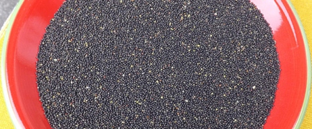 Nash's Organic Farm - Black Mustard Seeds
